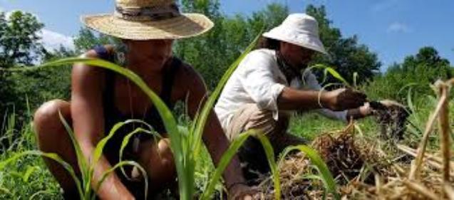 Organic Farming, Undergraduate Experiential Learning, and Beginner Farmer Education at MSU
