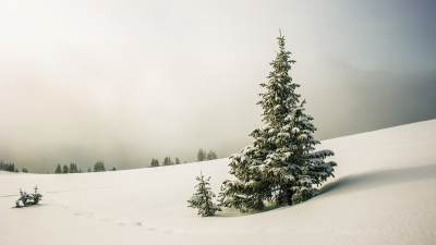 A snow-covered pine tree stands tall among a landscape of snow.