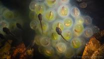 Image of life and features beneath the surface of a vernal pond (Photo by Steven David Johnson)