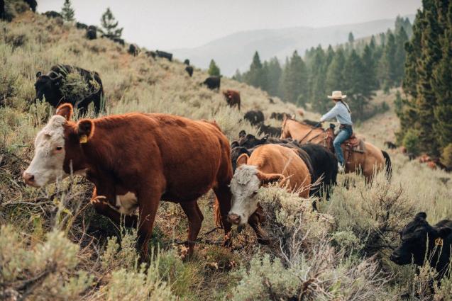 Discovering Agriculture's Secret Stash in the Wilds of Idaho's Rockies