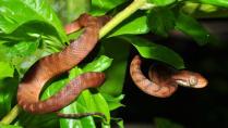 The Quest to Manage an 'Ecological Menace': Managing Brown Treesnakes on the Island of Guam