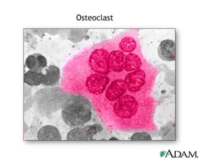 Biology Seminar: Tetraspanins in Bone Homeostasis: Defective Osteoclasts in CD82 Null Mice
