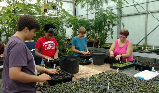 Greenhouse volunteer day - CANCELED
