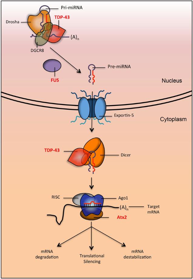 Targeted Inhibitors of microRNA Pathways