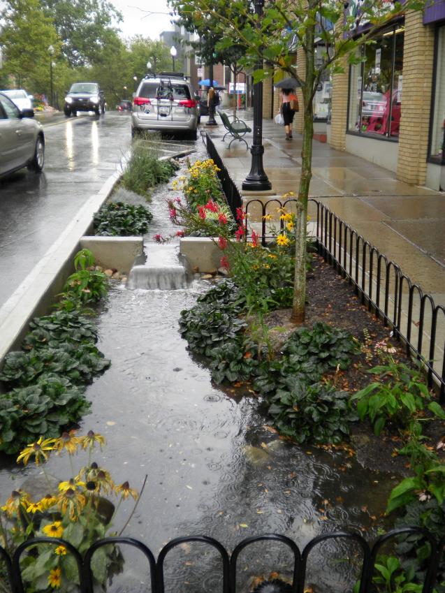 Relative Success of Native Plants in Urban Curb-cut Rain Gardens