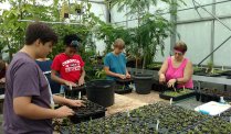 Native Plant Propagation Volunteer Day