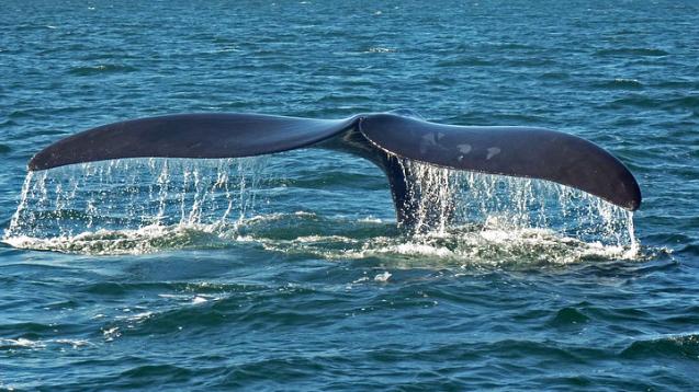 Biology Seminar - Noisy Oceans, Hungrier Whales?