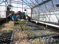 Volunteers planting seedlings inside a sun-filled greenhouse.
