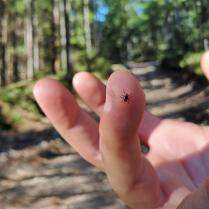 Why is Lyme Disease Common in the Northern US but Rare in the South?