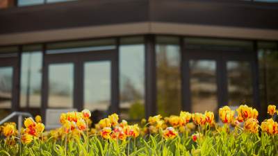Red and yellow tulips adorn the front of the Covenant Fine Arts Center.