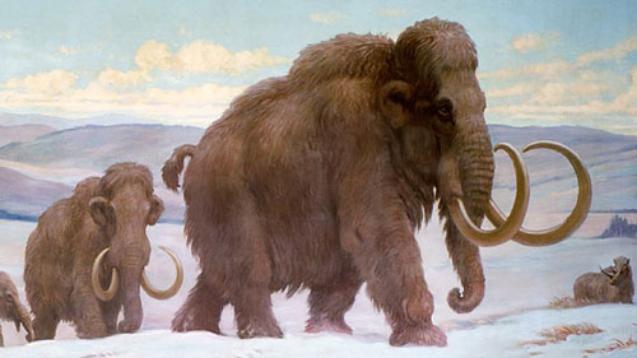 Biology Seminar: Weaning in Woolly Mammoths and what it can tell us about their extinction