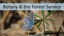 Botany & Forest Service