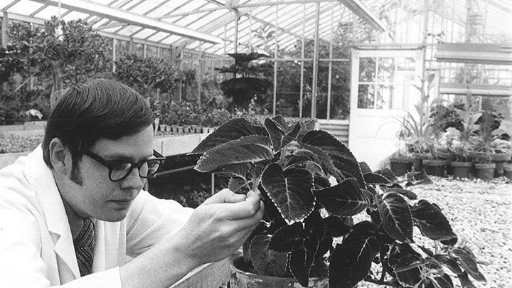 A man in a lab coat is in a greenhouse looking intently at a plant at eye level.