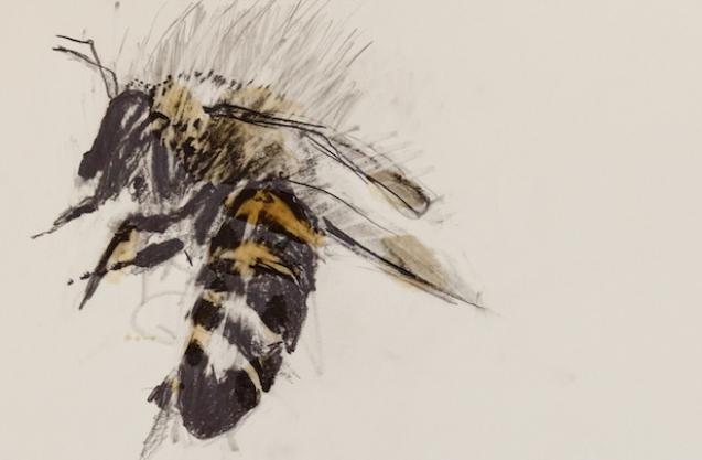 Bees: An Exhibition