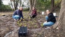 Volunteers planting native speicies.