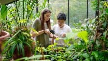Two students doing research in a greenhouse on campus.
