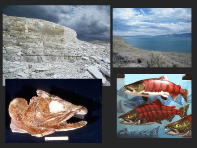 Biology Seminar: The History of Salmons, Trout and Char in Western North America During the Past 20 Million Years