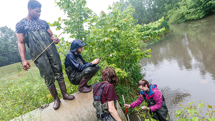 Students and professor in waders take a water sample from a pond in the rain.