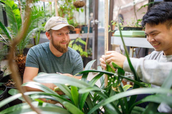 Two students conduct research on plants in the Calvin University greenhouse.
