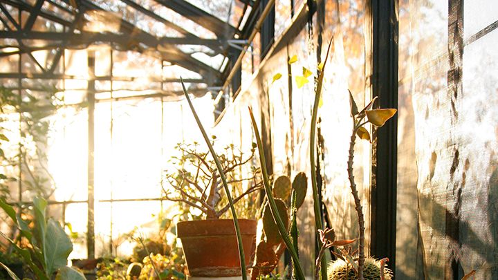 a potted plant in a greenhouse, the sun shining in the background