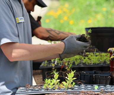 Man holding a plant that is being transplanted