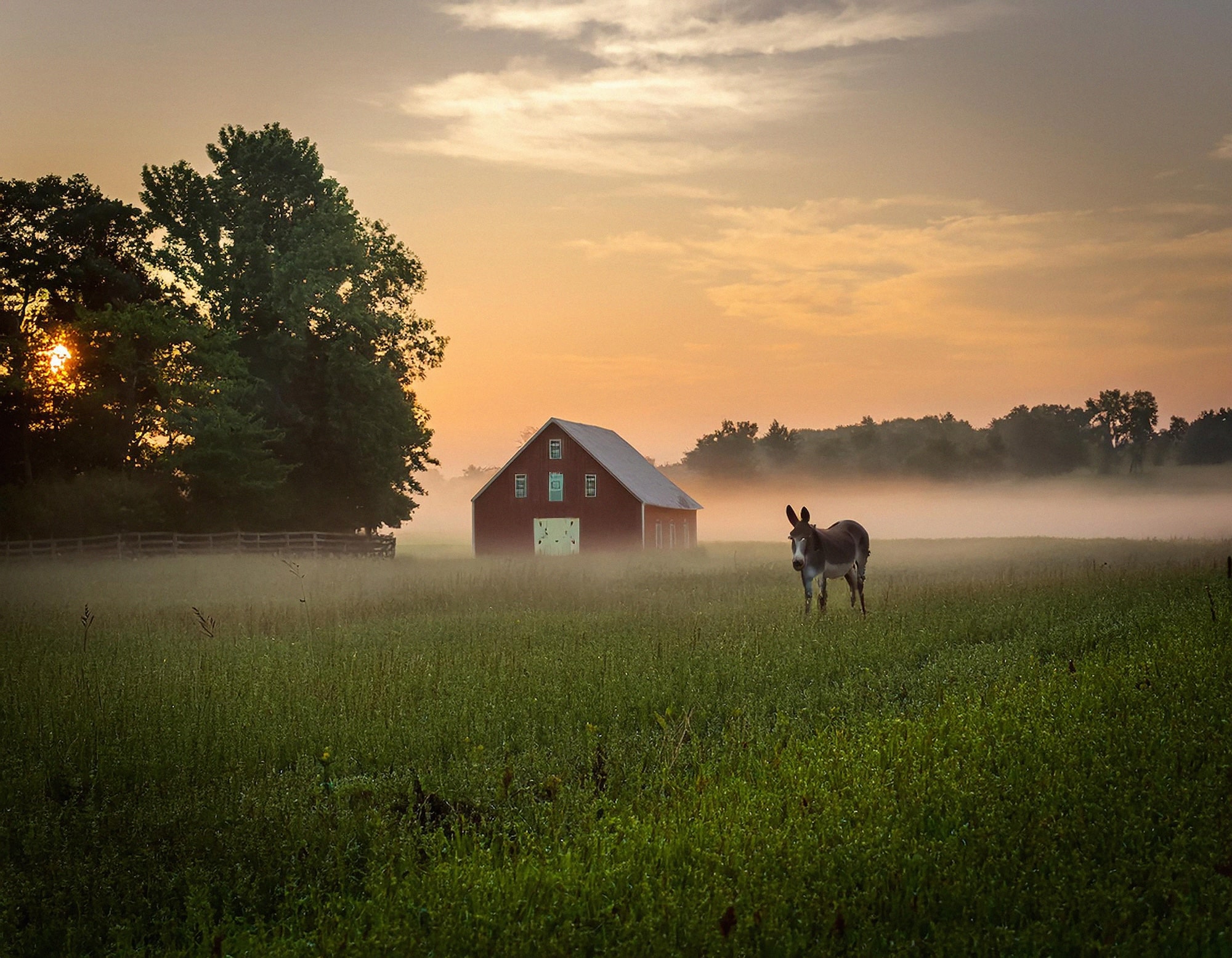 Horse standing in tall grass during a foggy sunrise in front of a red barn