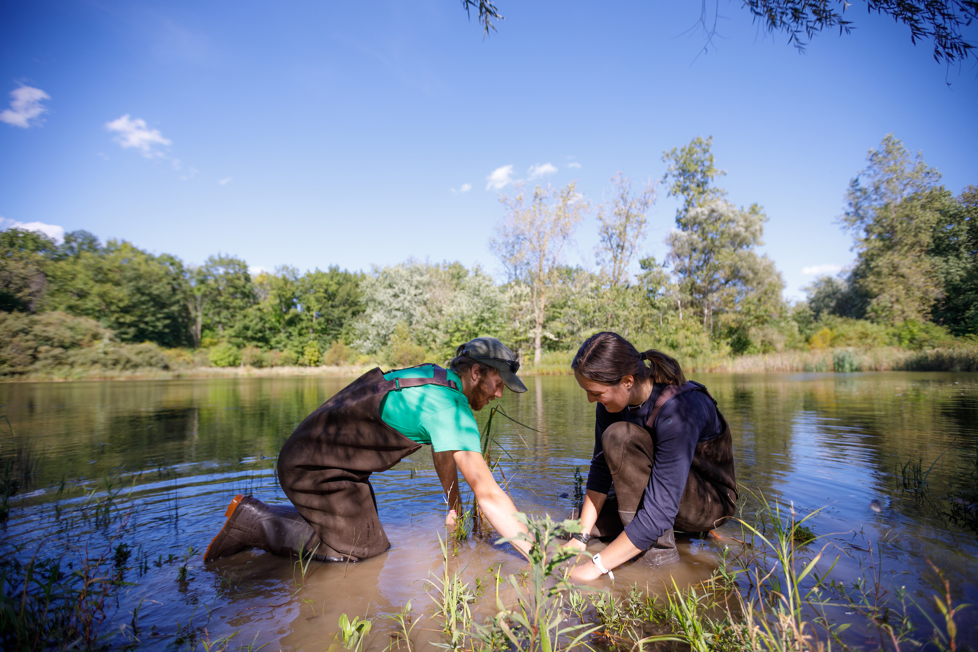 Two students in waders dig in the mud of a pond, examining plants.