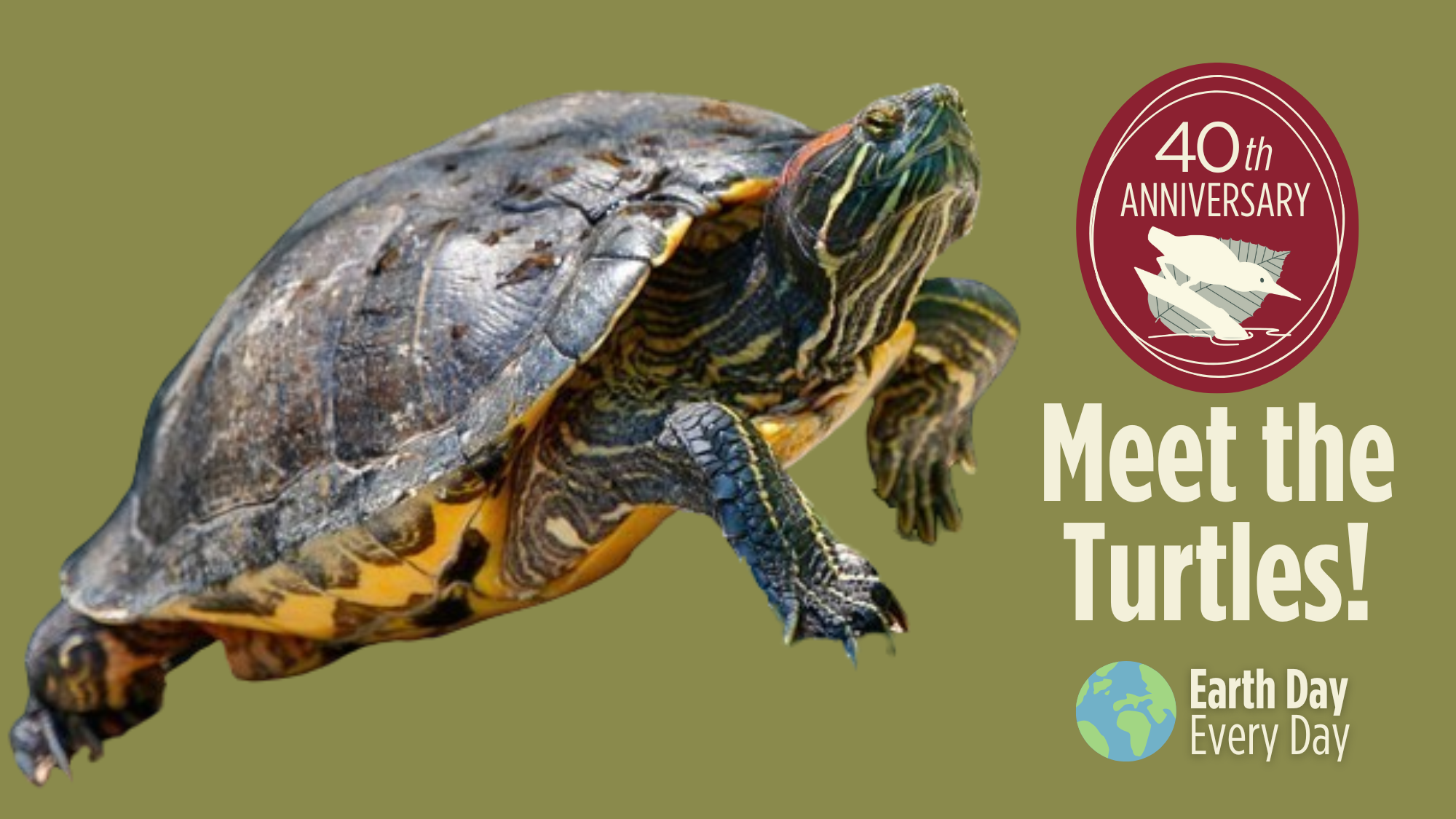 earth week turtles