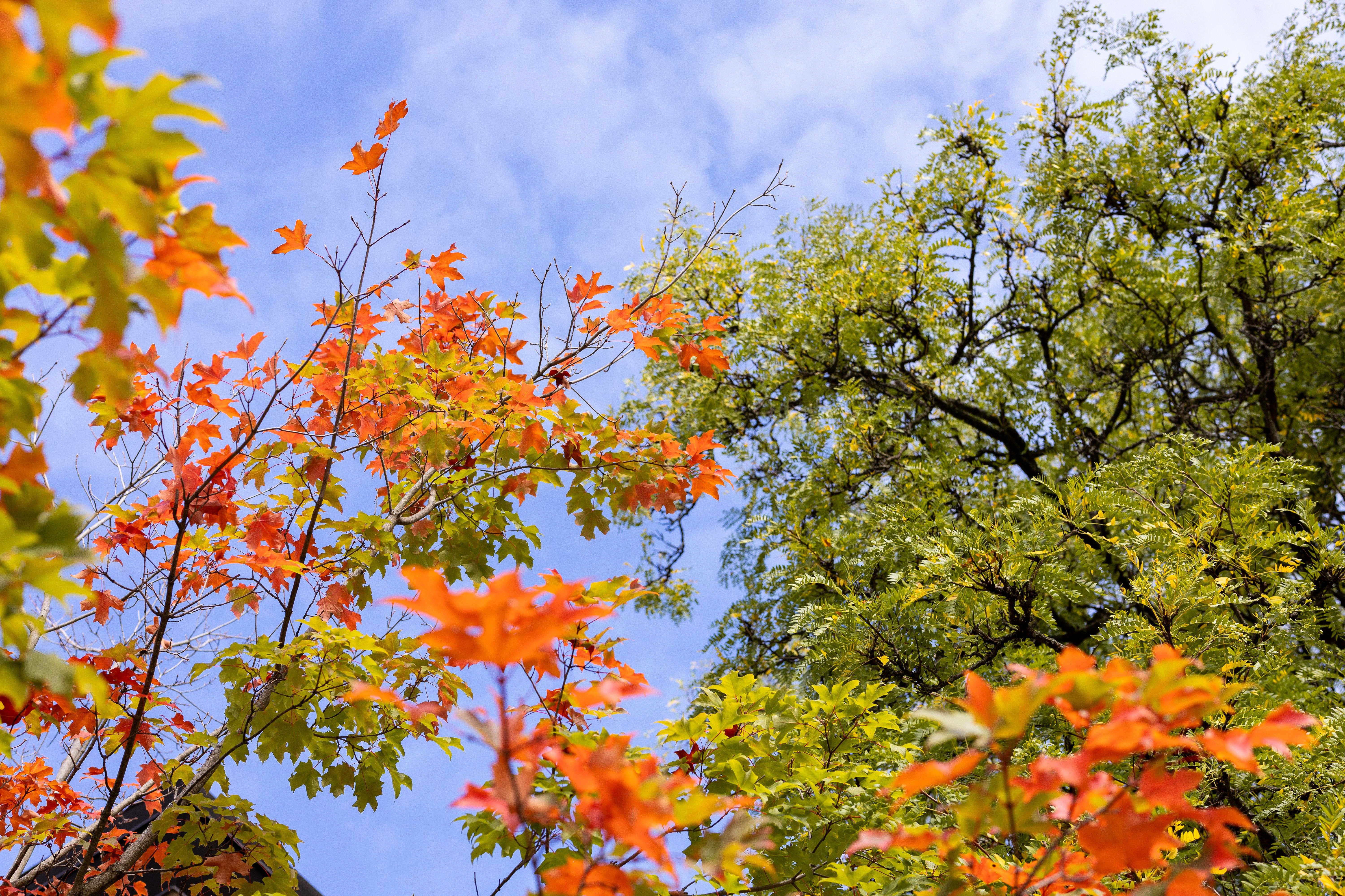 fall leaves calvin campus