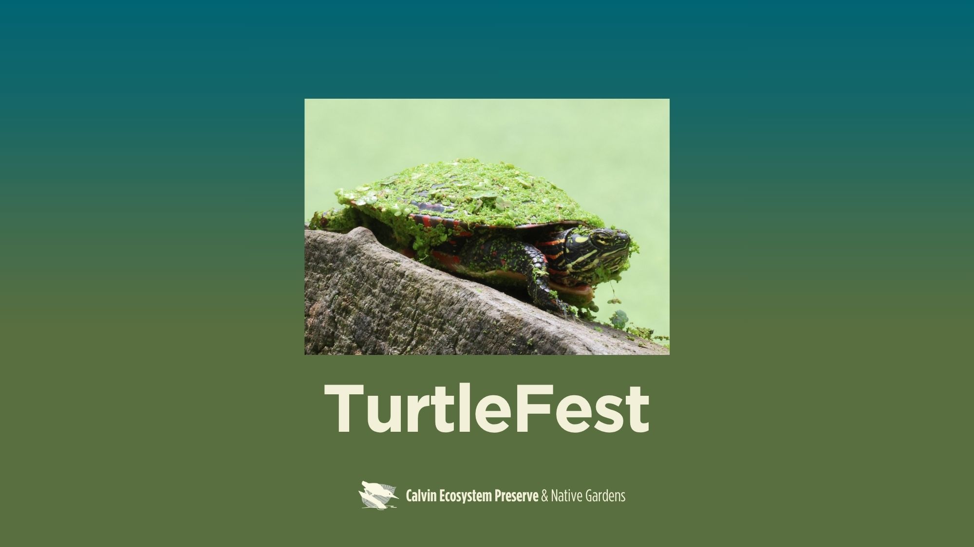 title header with turtle on a log