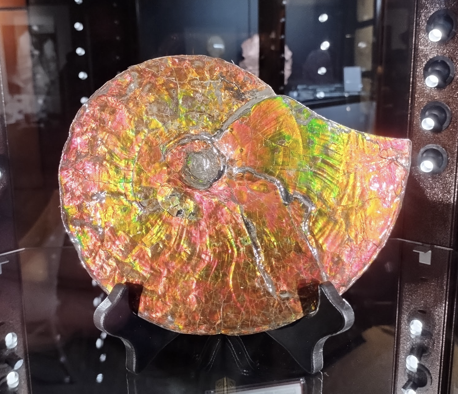 ammolite