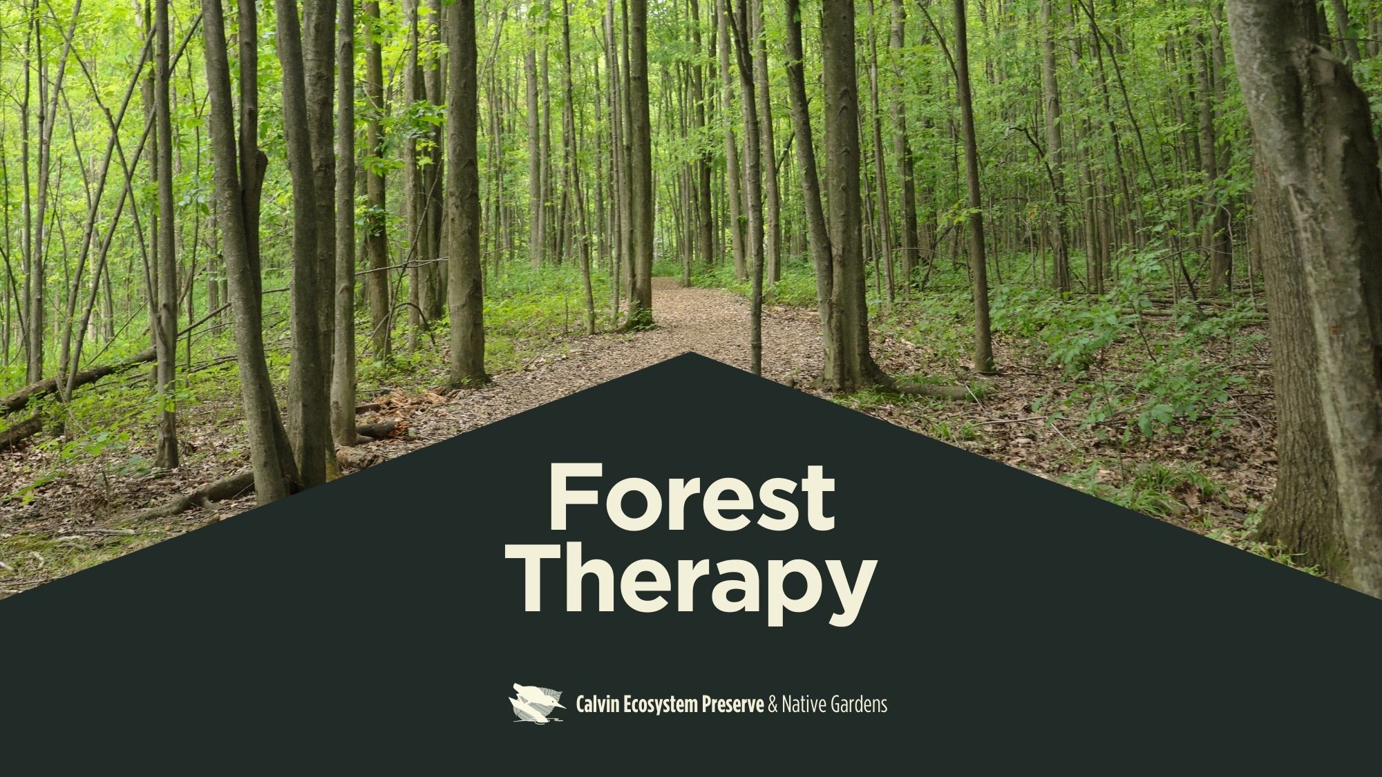 header with title on black triangle over bottom of a forest setting