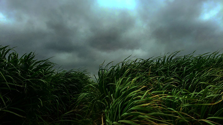 Dark clouds roll in over green tall grasses.