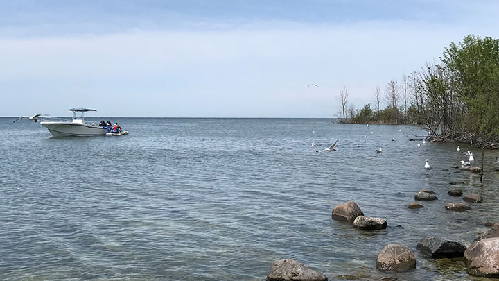 A small boat just 50 yards from shore with seagulls flying over the water nearby.