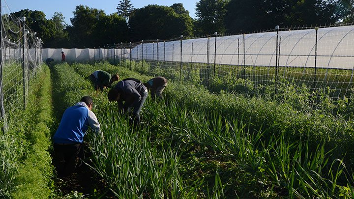 McGregor fellows, James Owens and Marissa Smits, are working with Roman Williams on a sociological study of an urban farm in Grand Rapids. Photo credit: James Owens