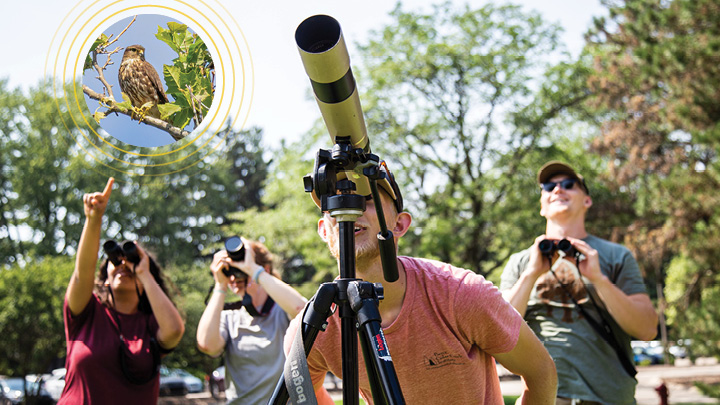 A group of student researchers look for the rare falcons on Calvin's campus.