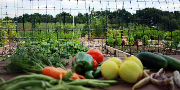 Vegetables from the community garden