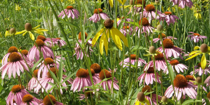 purple-coneflowers714