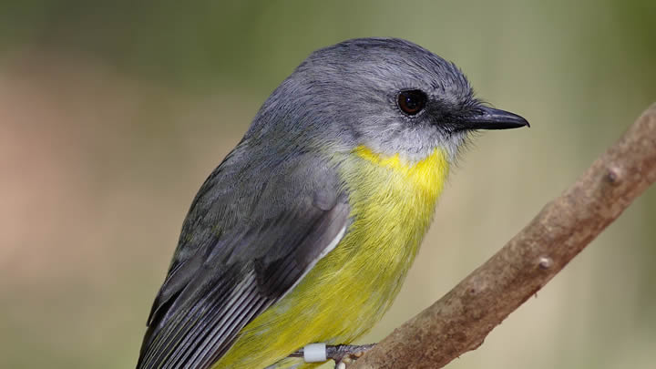 Eastern yellow robin by Taken byfir0002