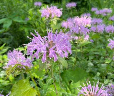 Wild Bergamot - Monarda fistulosa