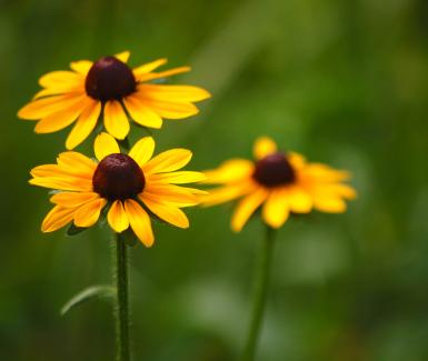 Black-eyed Susan - Rudbeckia hirta