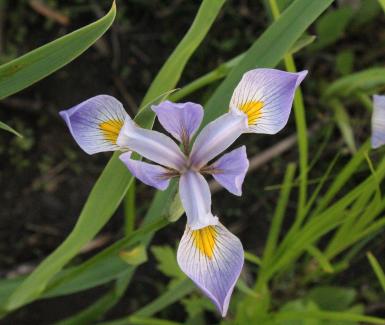 Blue Flag Iris - Iris virginica