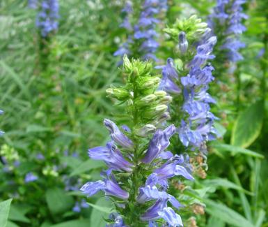 Great Blue Lobelia - Lobelia siphilitica 