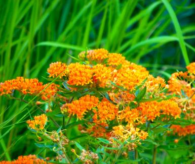 Butterflyweed - Asclepias tuberosa