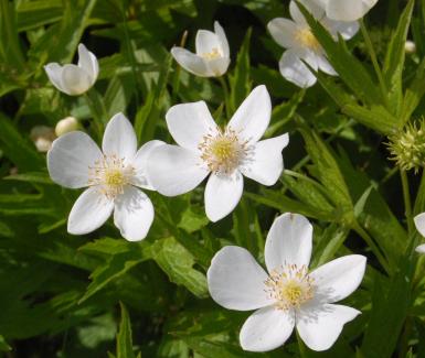 Canada Anemone - Anemone canadensis