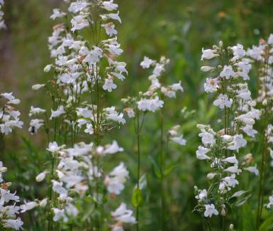 Foxglove Beardtongue - Penstemon digitalis