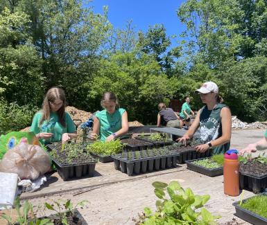 Transplanting at the greenhouse  