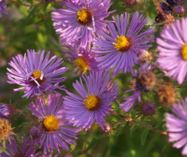 New England Aster - Symphyotrichum novae-angliae