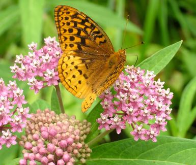 Swamp Milkweed - Asclepias incarnata