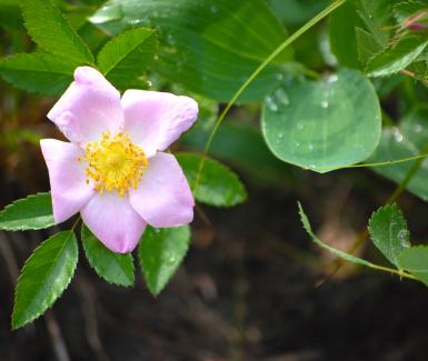 Swamp Rose  - Rosa palustris